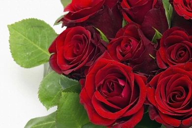 Rose Red, Beautiful Roses, Rose Pictures, Red Roses Photos, Red ...