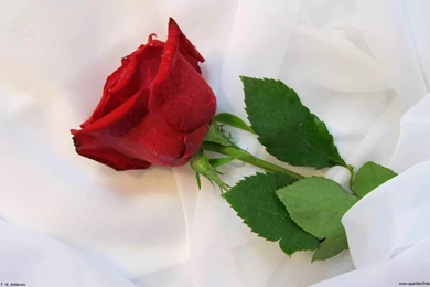 Red Rose Wallpaper Images   Wallpapers Cave
