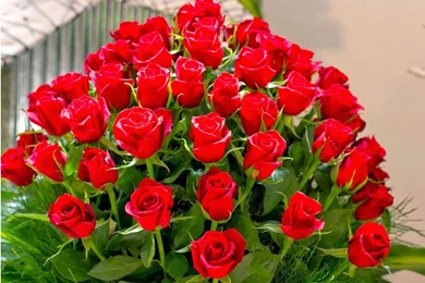 Happy Rose Day 2016 Images With Quotes HD Download   Best Whatsapp ...