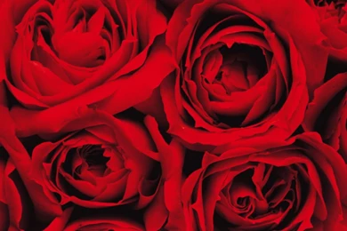 My Aids: Most beautiful red roses nature view rose hd wallpapers ...