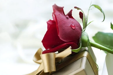 Wallpapers Of Red Rose   Wallpapers Cave