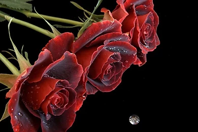 Only Red Roses High Quality Wallpapers
