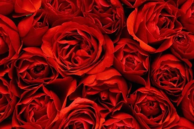 Red Roses Wallpapers