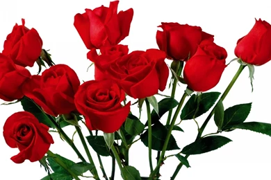 Roses Flower Most Beautiful Pure HD Wallpapers