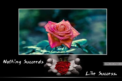 Most Beautiful Pink Yellow Rose Flowers Wallpapers Laptops Or ...