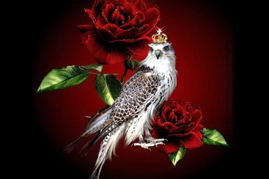 Most Beautiful Red Rose And Bird Wallpapers   1024x768 IWallHD ...