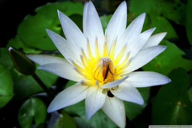 White Beauty HD Desktop Wallpapers : High Definition : Mobile