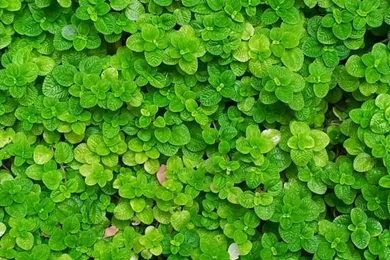 Natural beauty mobile wallpapers   Download Android News, Reviews ...