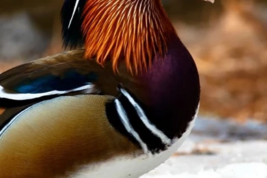 Beautiful Bird Mandarin Duck Wallpapers : Desktop : Tablet