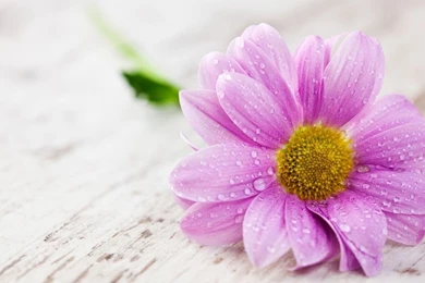 The Beauty Of A Single Flower Wallpapers