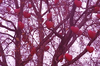 Love Tree Wallpapers   Crazy Frankenstein