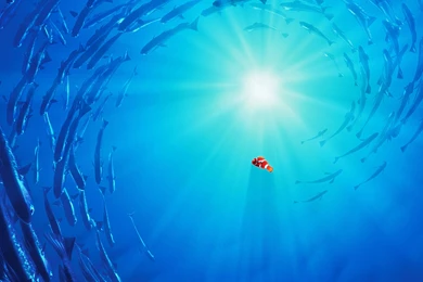 FINDING NEMO Animation Underwater Sea Ocean Tropical Fish ...