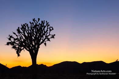 1st Page Of Desktop, Wildlife Wallpapers / Nature Wallpapers