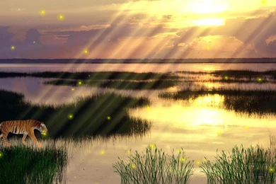 Download Animal Wildlife Screensaver