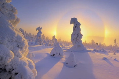 Catalog Male Cheetah Wildlife Wallpapers 800x600   Direct Download ...