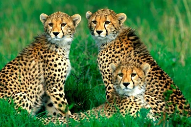 Wildlife_backgrounds_2.jpg