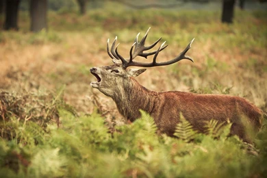 Elk Computer Wallpapers, Desktop Backgrounds