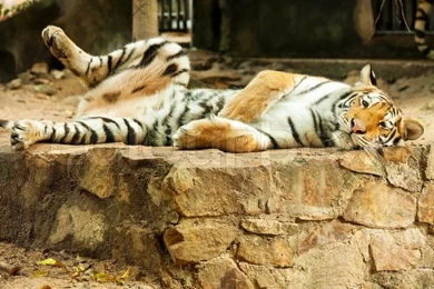 Animal, Animals In The Wild, Power, Wildlife, Backgrounds, Speed ...