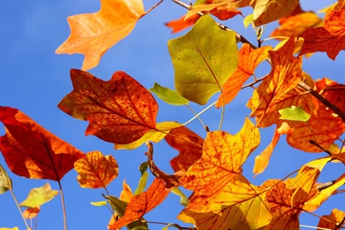 Leaves Wallpapers Archives   HDWallSource.com   HDWallSource.com