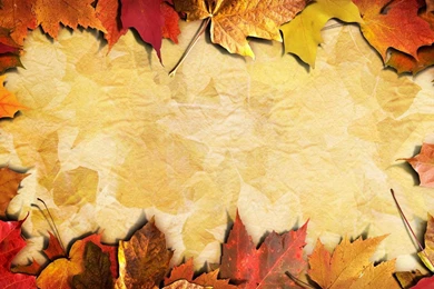 Colorful Leaves   (