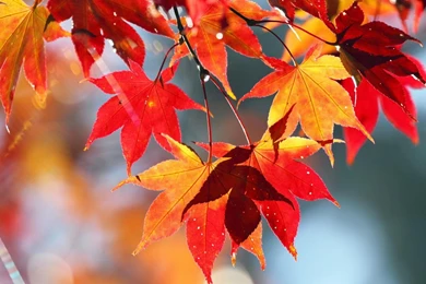 Colorful Autumn Leaves Wallpapers   (