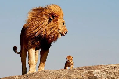 Desktop hd africa pics of animals.jpg