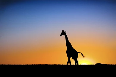 Giraffes: Giraffe Animal Sunset Africa Wallpapers For Desktop For ...