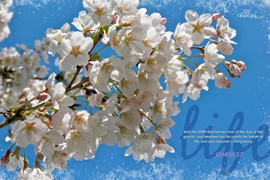 Military Bible Quotes Wallpaper. QuotesGram