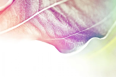 Colored Leaves 2 HD Desktop Wallpapers : Widescreen : High ...