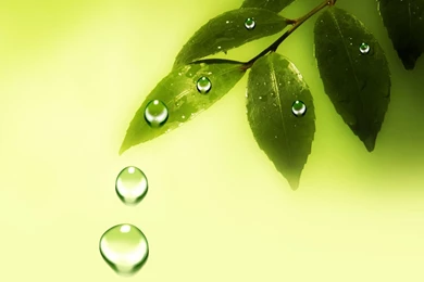 Green Leaves With Blue Backgrounds Wallpapers Free Green Leaves With ...