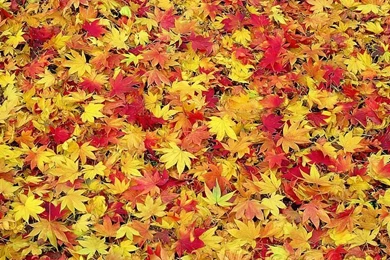 Photo: Fall Leaves In Autumn, Fallen Colorful Autumn Leaves 33 ...