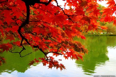 Fall Colors Wallpapers   Crazy Frankenstein