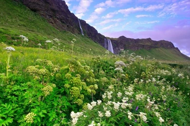 Iceland Morning Scenery, Mountains, Grass And Flowers, Waterfalls ...