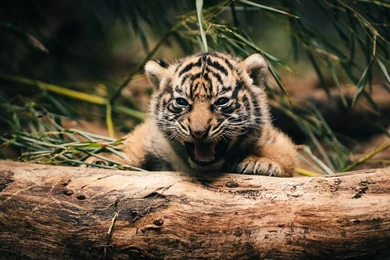 1024x768 Tiger Cub Hd Wallpapers