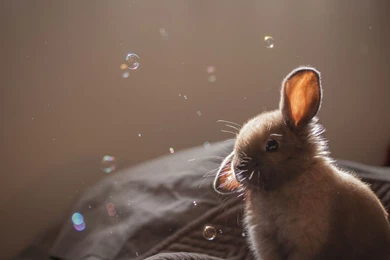 Bunny looking at foam bubbles animal hd wallpaper 1920x1200 8507.jpg