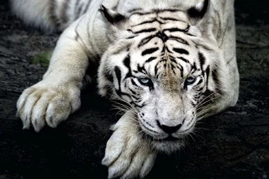 1024x768 White Tiger Hd Wallpapers