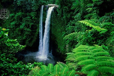 Satanic Cross Forest   (