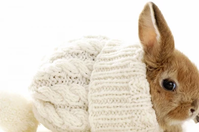 White Cute Bunny Wallpapers Hd 10845 Wallpapers Forwallpapers