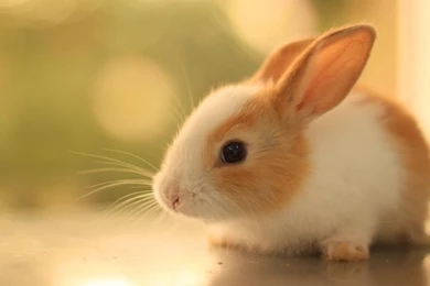 Bunny Live Wallpapers   Android Apps And Tests   AndroidPIT