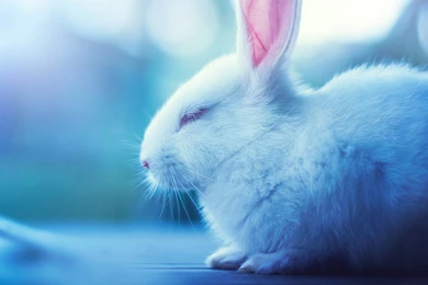 Cute Bunny Wallpapers Download Of Cute Rabbit Wallpapers