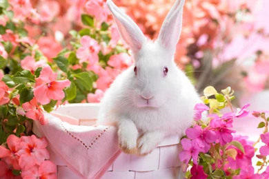 White Bunny Wallpapers