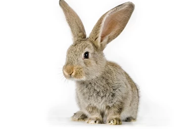 HD Adorable Little Bunny Wallpapers   HD Wallpapers