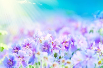 Pretty Flower Wallpapers Desktop Backgrounds