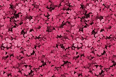 Pretty Field Of Pink Flowers Android Wallpapers   Floral Wallpapers