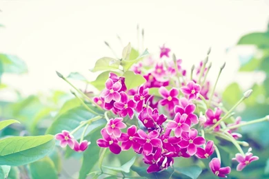 Pretty Floral Wallpapers 312 1440 X 900   WallpaperLayer.com