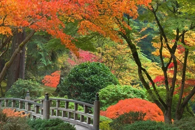 Free Download Beautiful Wallpapers   HD Wallpapers Lovely