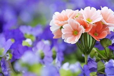 Beautiful flowers wallpaper.jpg