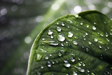Rainy Leaves   HD Wallpapers For Desktop