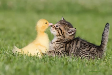 Duck and cat wallpapers.jpg