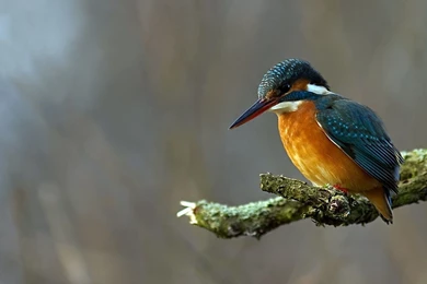 Kingfisher Bird HD Wallpapers